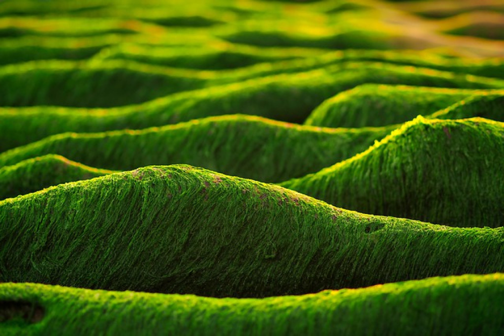 Mitől eredetiek a GreenStar Imune alga kapszulák?