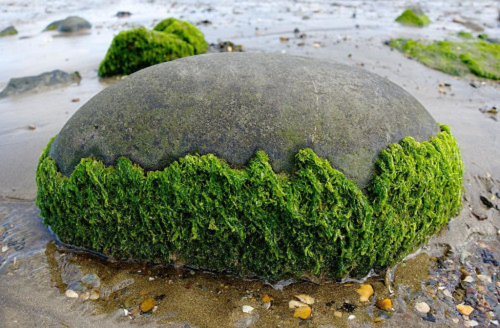 Az Imune alga kapszulák jótékony hatásai